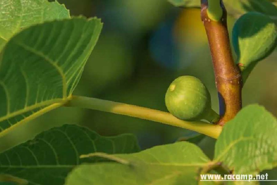 fig-4760314_1920-1755338991